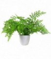 Artificial Fern Plant 30cm Forest Fern Green Plastic 30cm Tall x 40cm x 40cm