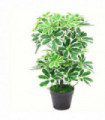 55cm Variegated Artificial Arboricola Evergreen Plant - Small Size Green