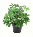 Artificial Arboricola Evergreen Plant 55cm Dark Green Small Bush Plastic Pot