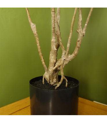 Artificial Natural Look Green 125cm Dragon Plant Dracaena Tree Plastic Leaves