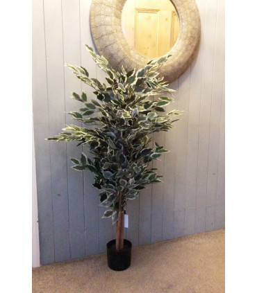 Ficus Tree 130cm Tall Variegated White/Green Bushy Artificial Tree Wood Trunk