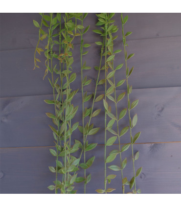 Artificial Hanging Extra Long String of Pearls Plant Plastic Green 120cm