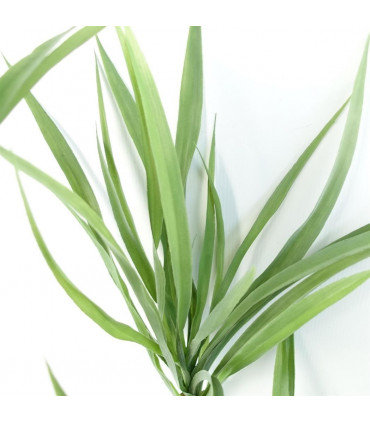 Artificial Dragon Tree Plant Green Plastic 125cm Natural Look Home Decor