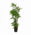 Artificial Fern Plant