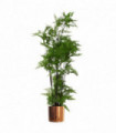 Artificial Fern