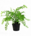 35cm Artificial Potted Fern Plant (Southern Maidenhair Fern)