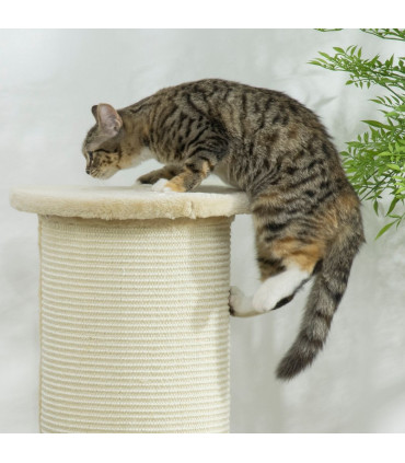 Cat Scratching Post