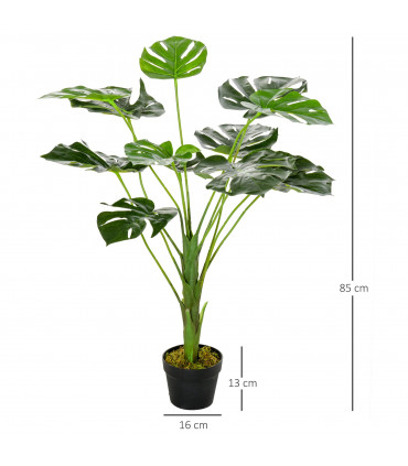 Monstera Plant