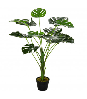 Monstera Plant