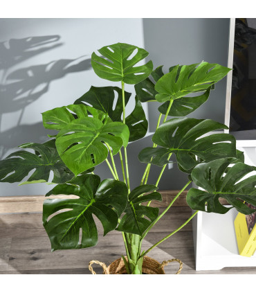 Monstera Plant