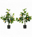 Lemon Tree and Orange Tree