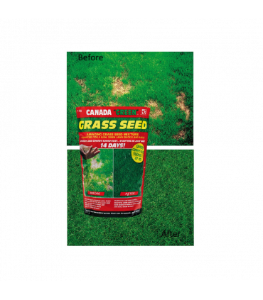 Canada Green Grass Seed 500g