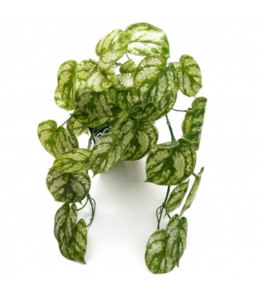 Artificial Trailing Light Green Plant 35cm Realistic Variegated Leaves Display