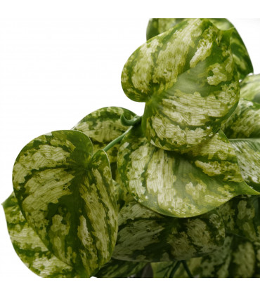 Artificial Trailing Light Green Plant 35cm Realistic Variegated Leaves Display