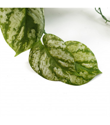 Artificial Trailing Light Green Plant 35cm Realistic Variegated Leaves Display