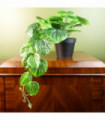 Plastic Green 35cm Artificial Trailing Natural Look Potted Pothos Plant