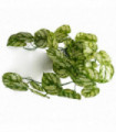 Artificial Trailing Light Natural Look Plant Green Variegated 35cm Realistic