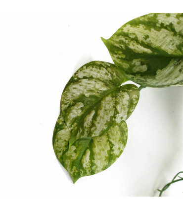 Artificial Trailing Light Natural Look Plant Green Variegated 35cm Realistic