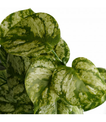 Artificial Trailing Light Natural Look Plant Green Variegated 35cm Realistic