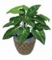 Artificial Taro Plant - 45cm Dark Taro Green Leaves Moss Covered Pot