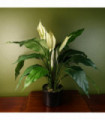 Artificial Peace Lily White Spathiphyllum Silk Leaves Petals Plastic 14cm x 12cm