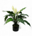 Artificial Peace Lily White Silk 60cm Realistic Replica Indoor Use Weighted Pot