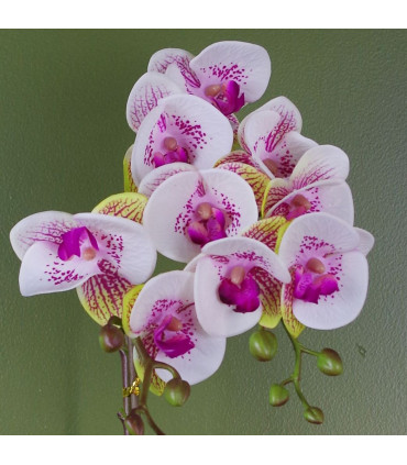 Harlequin Orchid