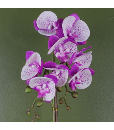 Phalaenopsis Orchid