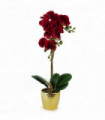 Artificial Orchid Dark Red Gold Pot Real Touch Leaves 10 Flowers 50cm