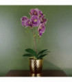 Phalaenopsis Orchid Artificial