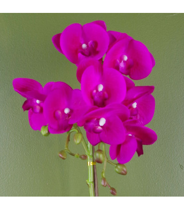 Artificial Phalaenopsis Orchid - Dark Pink Silver Real Touch Leaves 50cm