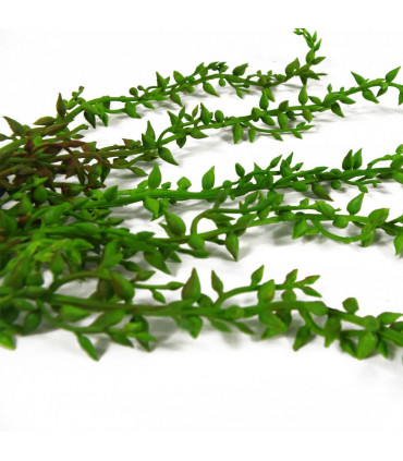 Artificial Hanging Climbing Fig Plant 58cm Green Ficus Pumila Bare Stem