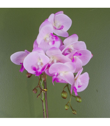 Artificial Phalaenopsis Orchid Light Pink Silver 50cm Real Touch Flowers
