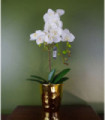 Artificial Orchid Plant - White with Gold Pot - Real Touch Leaves - 10 Flowers