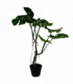 Artificial Monstera Plant 60cm Green Plastic Pot Realistic Twisted Wood Stem