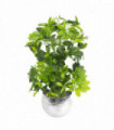 Leaf 75cm Artificial Arboricola Gold Capella Plant - Silver Metal Planter