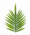 95cm Green Palm Leaf