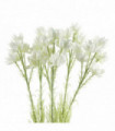 Pack of 6 x 60cm White Starflower Stem - 30 Flowers