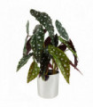 40cm Artificial Spotty Begonia Maculata Plant