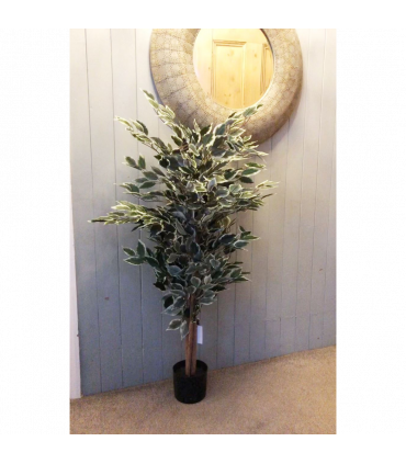 130cm Tall Variegated WhiteandGreen Bushy Ficus Tree