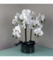 50cm Artificial Orchid with Glass Planter White