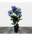 Artificial Hydrangea Flowering Plant Blue