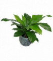 60cm Bushy Large Artificial Bird's Nest Fern Plant