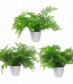 Pack of 3 x 30cm Artificial Ferns Southern Wood Lady and Royal Potted