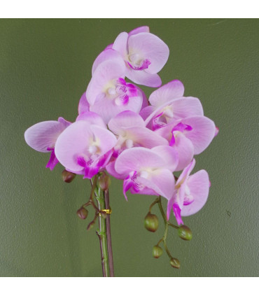50cm Phalaenopsis Orchid Artificial Light Pink Silver