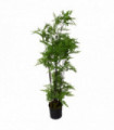 150cm Artificial Natural Moss Base Fern Foliage Plant