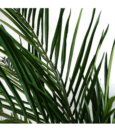 150cm Areca Palm Natural Artificial Tree