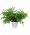 30cm Artificial Potted Southern Wood Fern