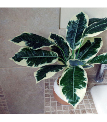 40cm Artificial Pothos Plant Variegated Shrub with Planter