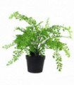 35cm Artificial Potted Fern Plant (Southern Maidenhair Fern)